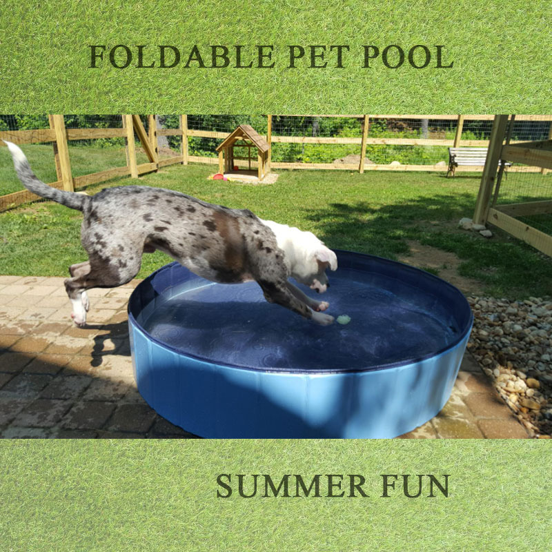 Best Dog Pools for Your Pet to Swim in All Summer Long